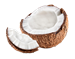 coconut (2).png